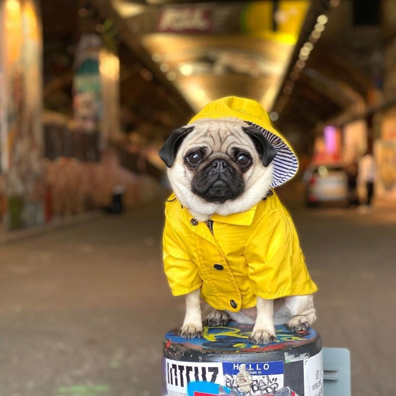 Sport raincoat Pugs R Awesome