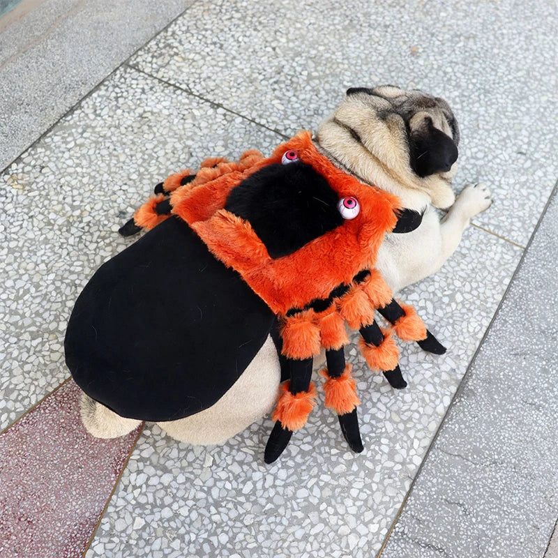 Halloween Spider Costume 🎃 🦇 🕸 🕷️