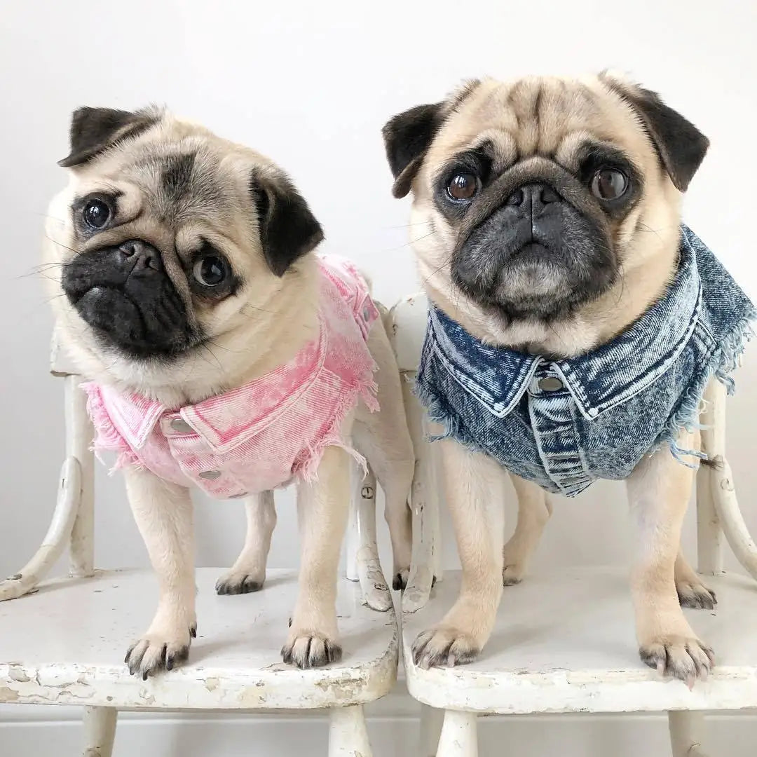 Pink Denim Coat 🐶