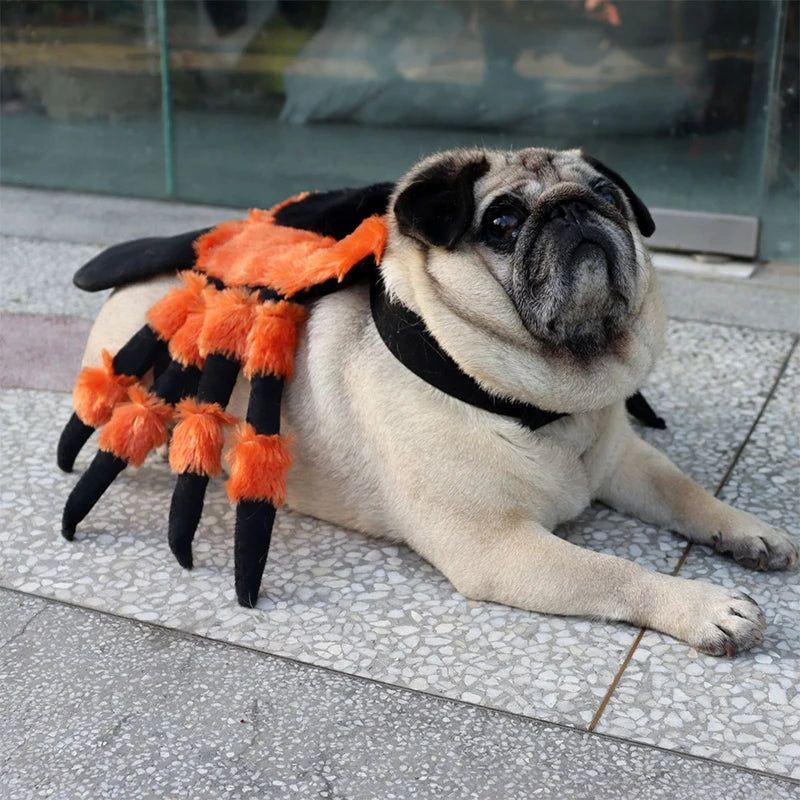Halloween Spider Costume 🎃 🦇 🕸 🕷️