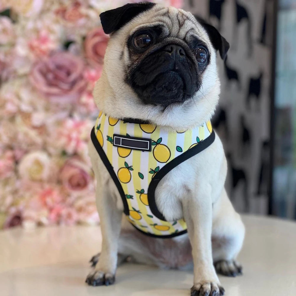 Dog harness (lemon pattern)