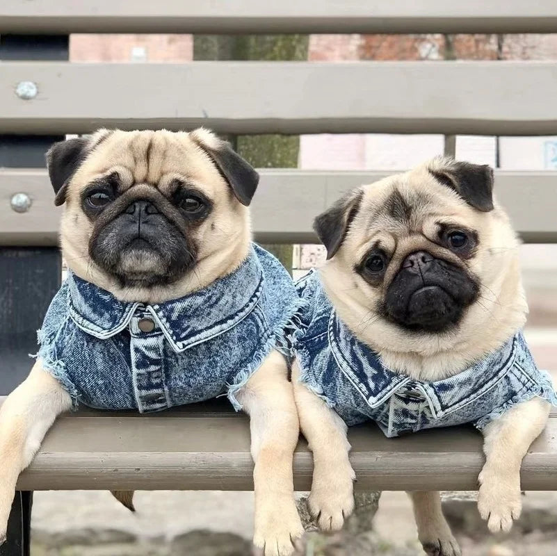 Blue Denim Coat 🐶