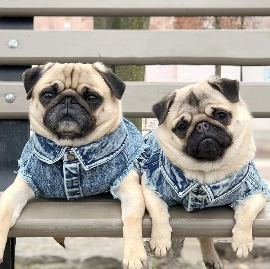 Blue Denim Coat 🐶