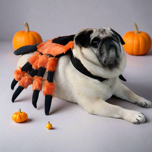 Halloween Spider Costume 🎃 🦇 🕸 🕷️