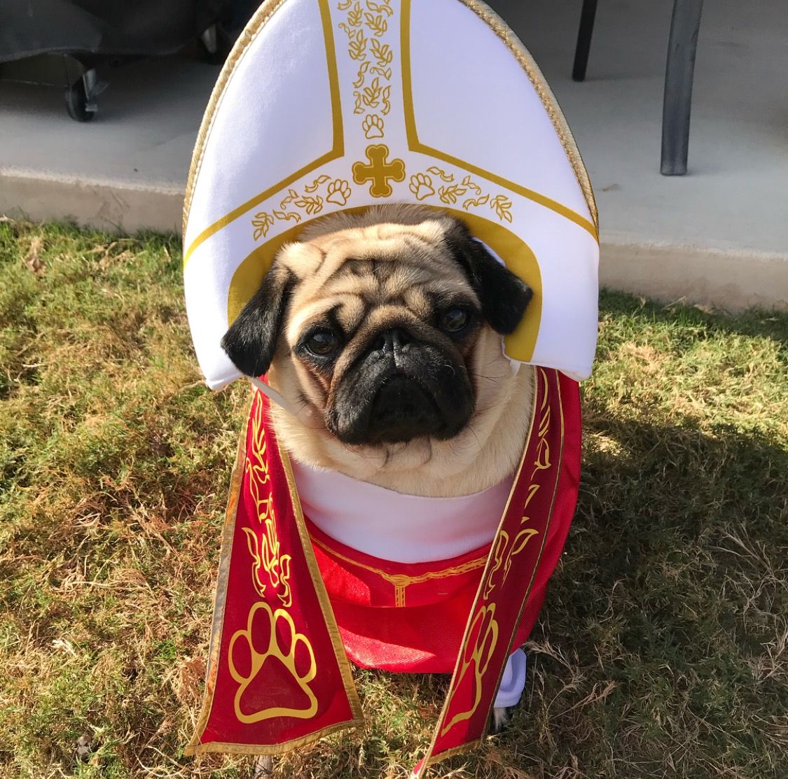 Pope Hat Costume 🐶😇