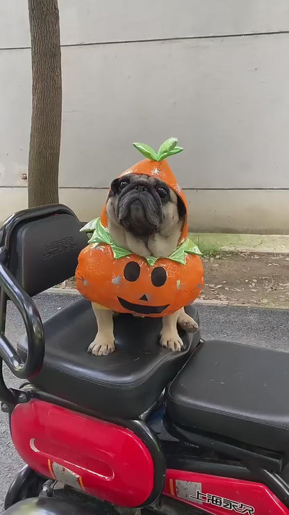 Pumpkin Pug Halloween Costume 🦇 🎃